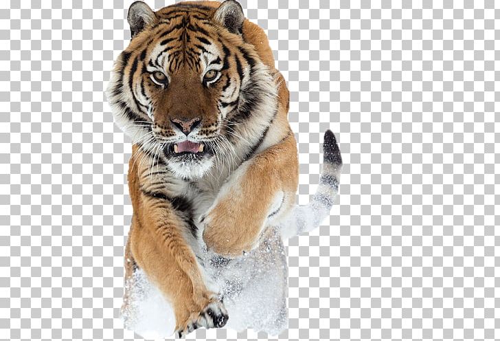Lion Siberian Tiger Quotation Big Cat PNG, Clipart, Animal, Animals, Artistic Inspiration, Big Cats, Brownish Free PNG Download