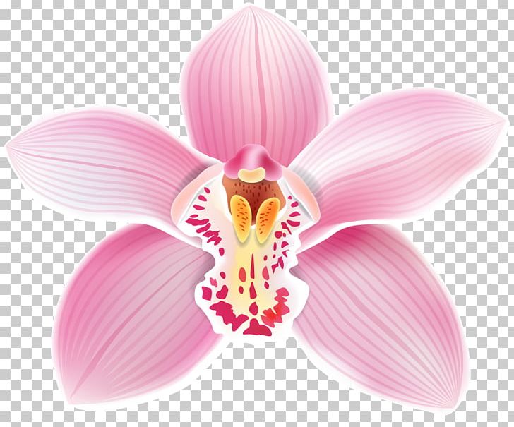 Flower Moth Orchids PNG, Clipart, Cut Flowers, Flower, Flowering Plant, Magenta, Moth Orchid Free PNG Download