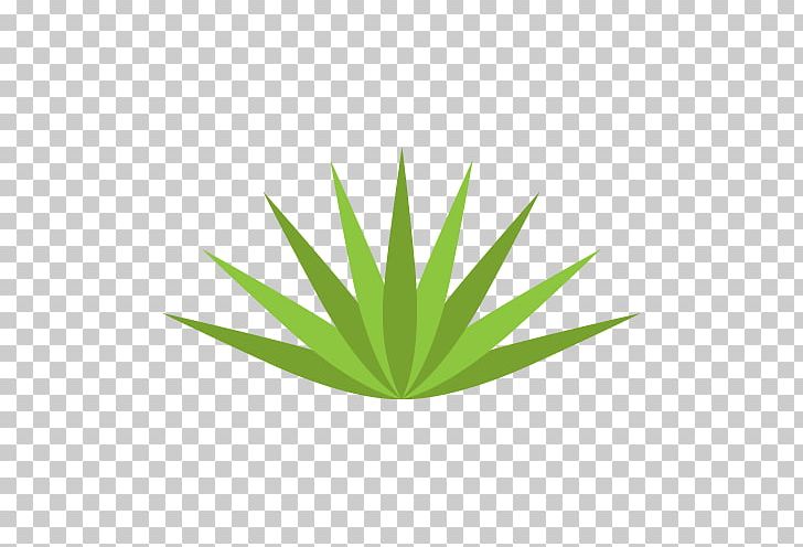 Leaf Grasses Plant Stem Hemp PNG, Clipart, Family, Grass, Grasses, Grass Family, Green Free PNG Download