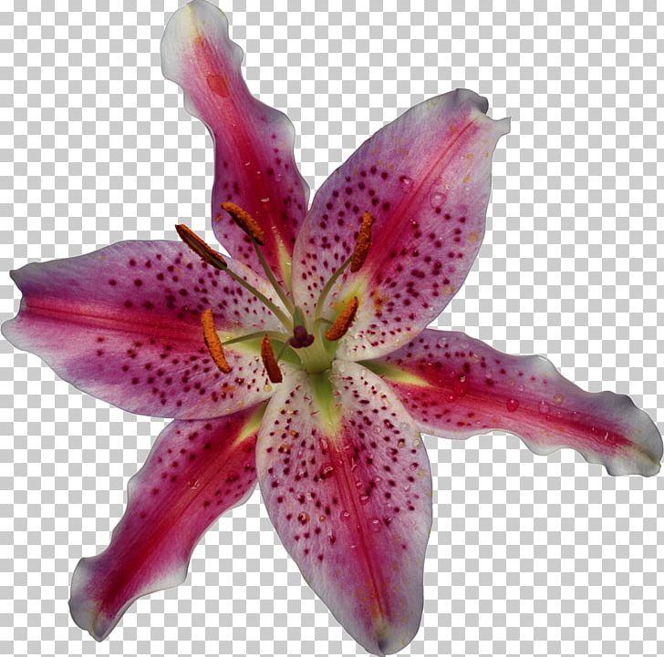 Lilium Microsoft Office Excel 2007 On Demand (Adobe Reader) Flower PNG, Clipart, Computer Software, Daylily, Flower, Flowering Plant, Liliaceae Free PNG Download
