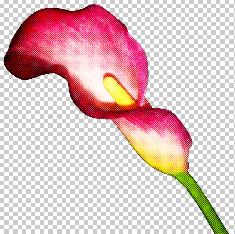 Arum Flower Petal Giant White Arum Lily Pink PNG, Clipart, Alismatales, Anthurium, Arum, Arum Family, Bud Free PNG Download