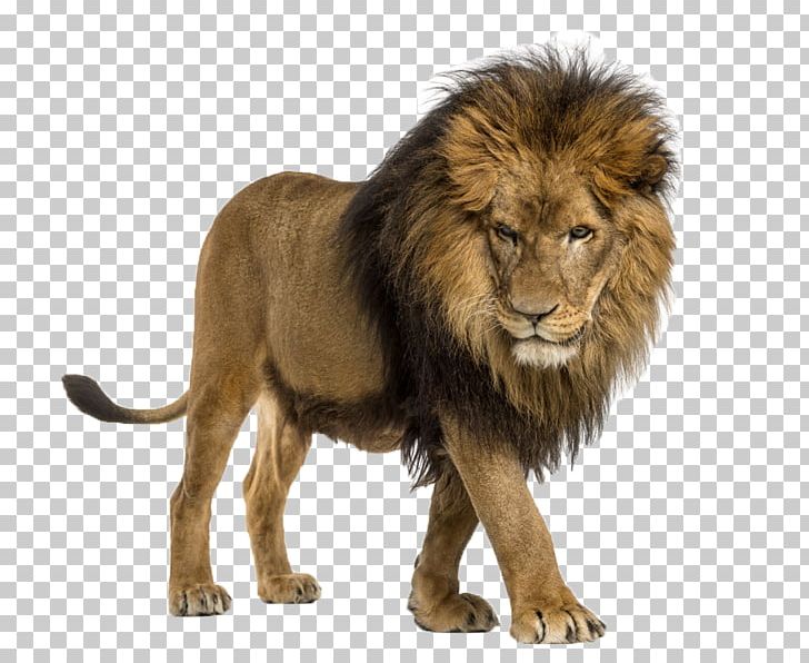African Lion Cat The Lion Attitude Stock Photography Illustration PNG, Clipart, Animal, Animals, Big Cats, Carnivoran, Cat Like Mammal Free PNG Download