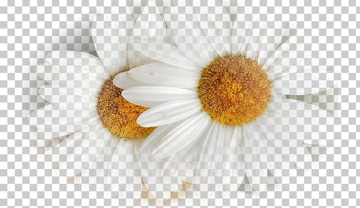 Chamomile Oxeye Daisy Flower Blue PNG, Clipart, Blue, Chamaemelum Nobile, Chamomile, Cicek, Cicek Resimleri Free PNG Download