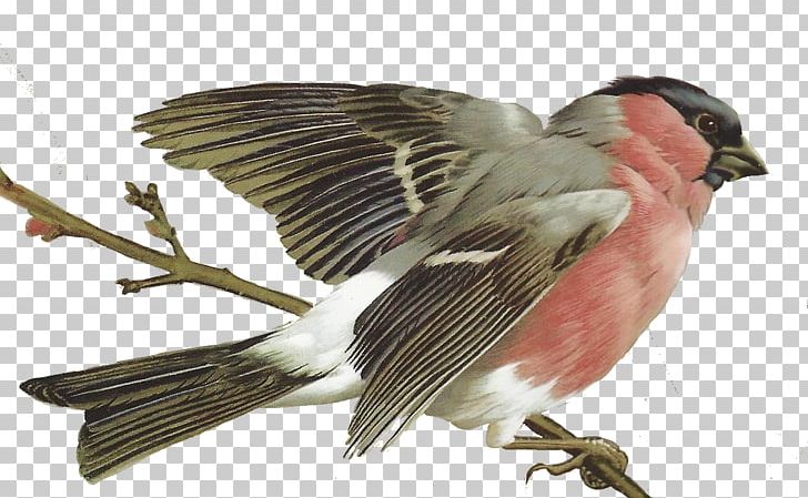 Palawan Flowerpecker Bird Painting Drawing PNG, Clipart, Animals, Art, Beak, Bird, Birds And Flowers Free PNG Download