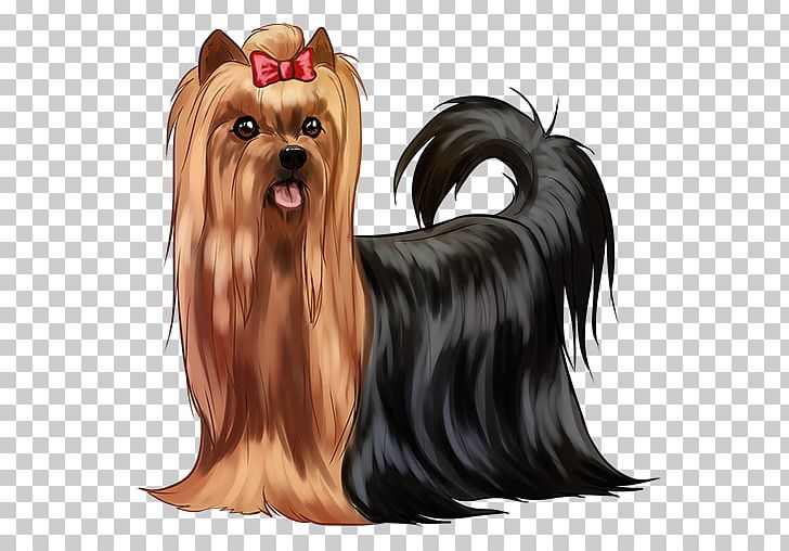 Yorkshire Terrier Australian Silky Terrier Companion Dog Biewer Terrier Dog Breed PNG, Clipart, Australian Silky Terrier, Carnivoran, Companion Dog, Dog Breed, Dog Like Mammal Free PNG Download