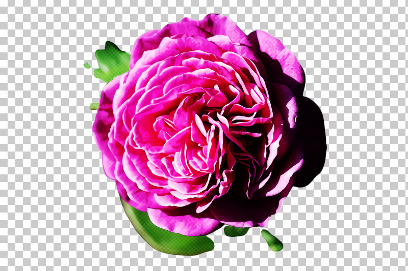 Garden Roses PNG, Clipart, Flower, Garden Roses, Petal, Pink, Plant Free PNG Download