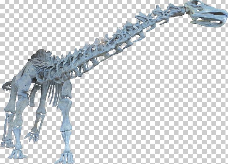 Brontosaurus Apatosaurus Dinosaur Diplodocus Tyrannosaurus PNG, Clipart, Allosaurus, Apatosaurus, Brontosaurus, Brontosaurus Parvus, Dinosaur Free PNG Download