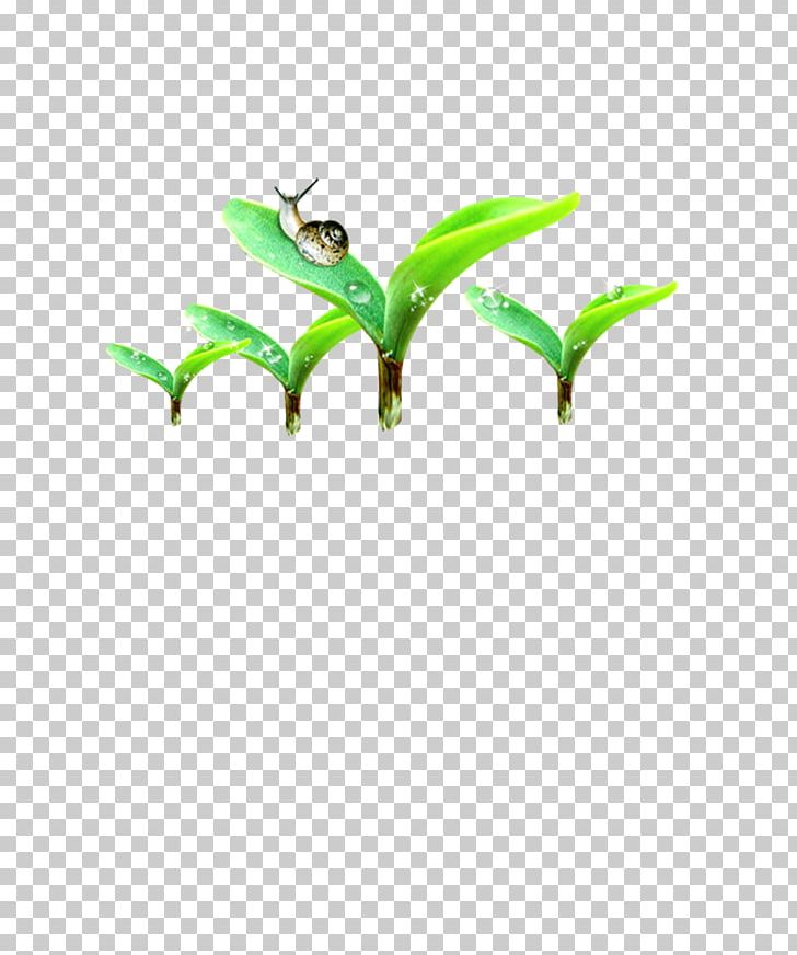 Germination Seedling PNG, Clipart, Animals, Background Green, Branch, Download, Encapsulated Postscript Free PNG Download