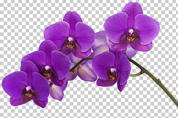 Orchids Color Flower Phalaenopsis Violacea Purple PNG, Clipart, Blue, Color, Dark Purple, Flower, Flowering Plant Free PNG Download