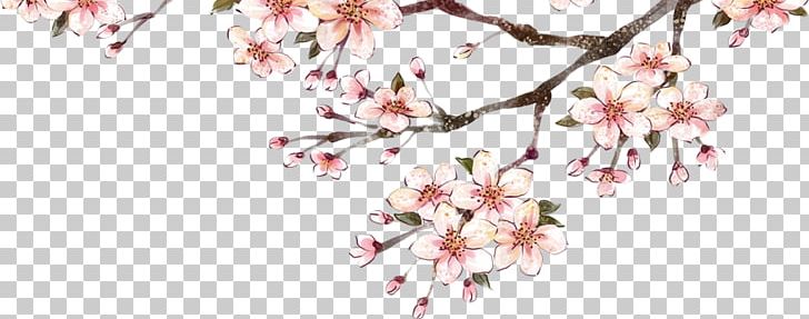 Plum Blossom PNG, Clipart, Blossom, Branch, Cherry Blossom, Flower, Fruit Nut Free PNG Download