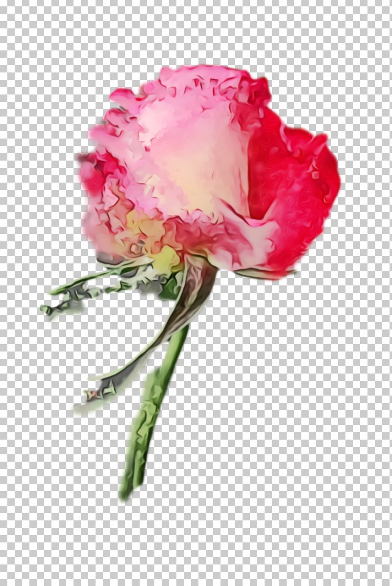 Garden Roses PNG, Clipart, Bud, Cabbage Rose, Carnation, Cut Flowers, Garden Free PNG Download