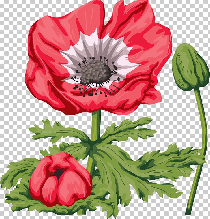 Common Poppy Flower PNG, Clipart, Anemone, Annual Plant, Blume, Chrysanths, Common Poppy Free PNG Download