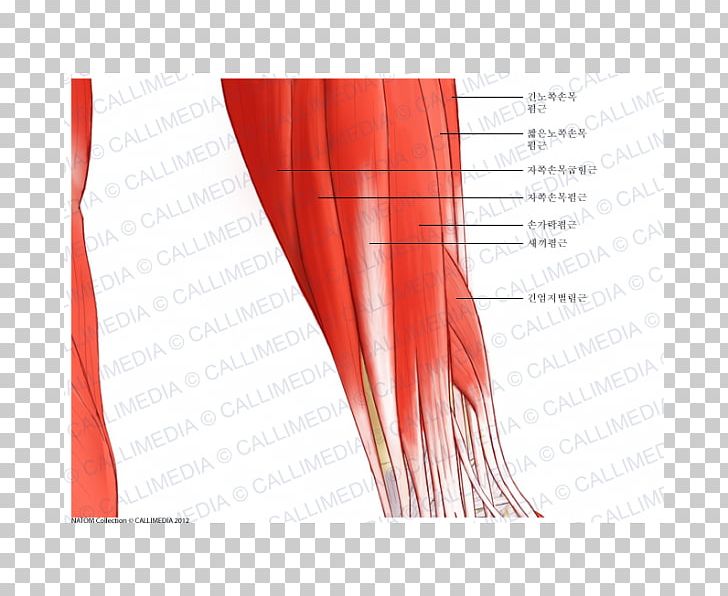 Elbow Extensor Carpi Radialis Longus Muscle Forearm Extensor Carpi Radialis Brevis Muscle PNG, Clipart, Abdomen, Anatomy, Angle, Arm, Blood Vessel Free PNG Download