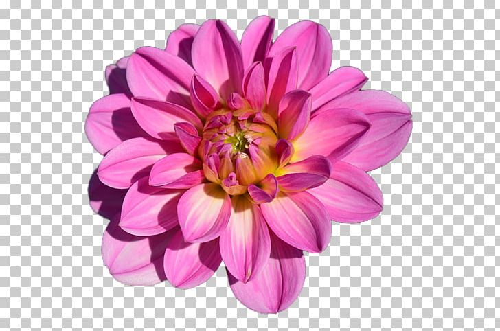 Flower Garden Dahlia PNG, Clipart, Annual Plant, Blossom, Bud, Chrysanths, Cut Flowers Free PNG Download