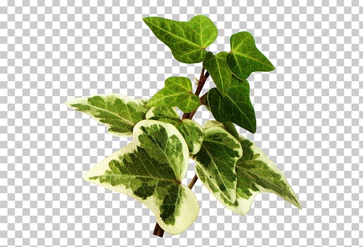 Leaf Vegetable Herb Spring Greens Ivy PNG, Clipart, Araliaceae, Flowerpot, Herb, Ivy, Ivy Family Free PNG Download