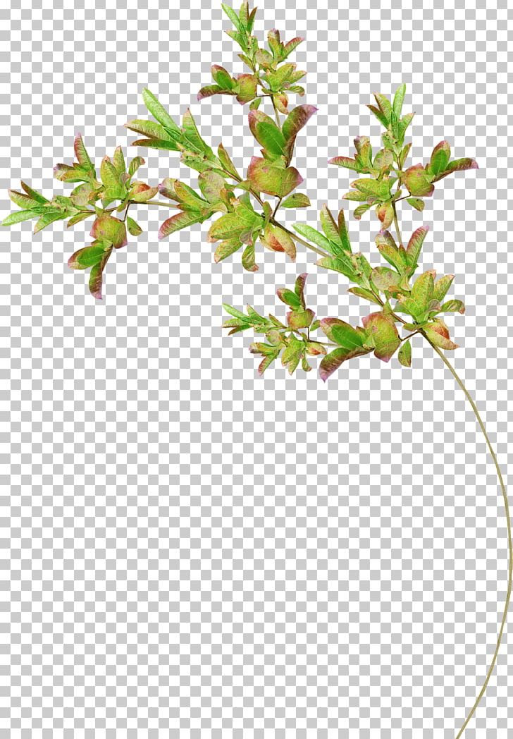 Tree Drawing Flower PNG, Clipart, Branch, Drawing, Flower, Flowering Plant, Flowerpot Free PNG Download