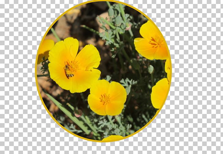 University Of California PNG, Clipart, Annual Plant, California, Common Tormentil, Davis, Eschscholzia Free PNG Download