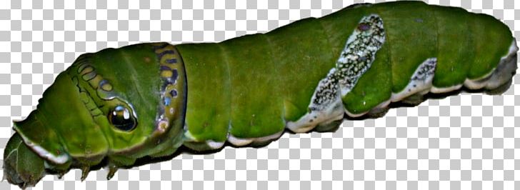 Caterpillar Swallowtail Butterfly Papilio Troilus Larva PNG, Clipart, Animals, Butterfly, Caterpillar, Information, Insect Free PNG Download