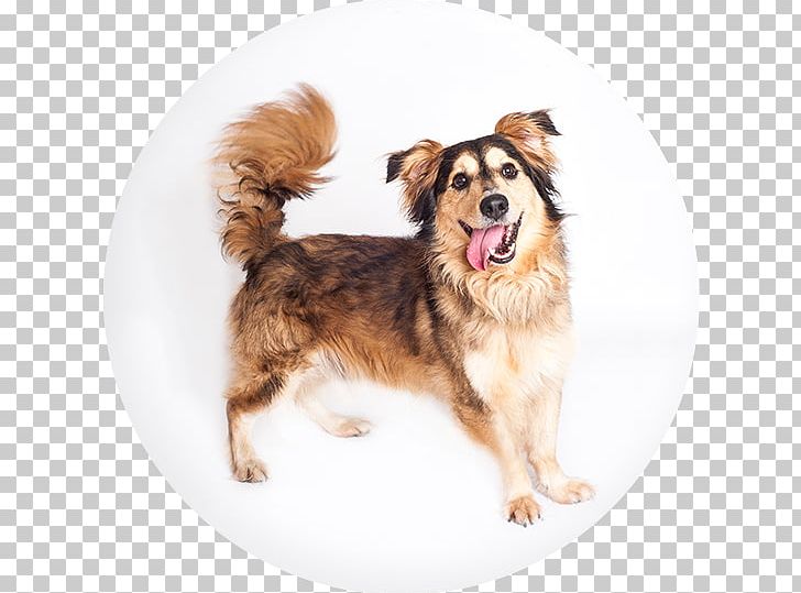 Dog Breed Companion Dog PNG, Clipart, Animals, Breed, Carnivoran, Companion Dog, Dog Free PNG Download