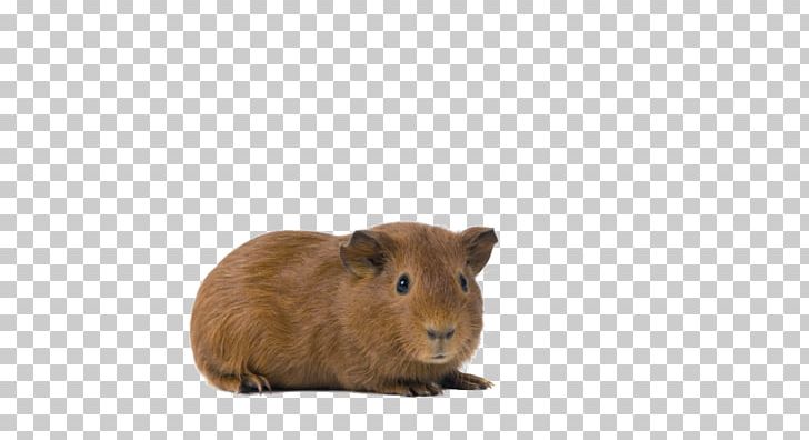 Guinea Pig Rodent Eye White PNG, Clipart, Beige, Blindness, Eye, Eyepiece, Fauna Free PNG Download