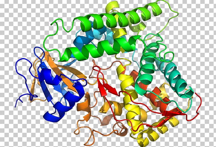 Homo Sapiens BACH1 Gene Protein Transcription Factor PNG, Clipart, Artwork, Bacillus, Bacillus Megaterium, Body Jewelry, Btbpoz Domain Free PNG Download