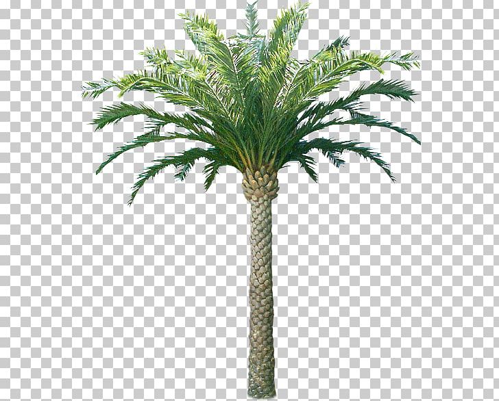 Arecaceae Coconut Oil Palms Tree Plant PNG, Clipart, Arecaceae, Arecales, Asian Palmyra Palm, Attalea Speciosa, Babassu Oil Free PNG Download