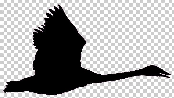Bird Goose Black Swan Trumpeter Swan Flight PNG, Clipart, Anatidae, Beak, Bird, Black And White, Black Swan Free PNG Download