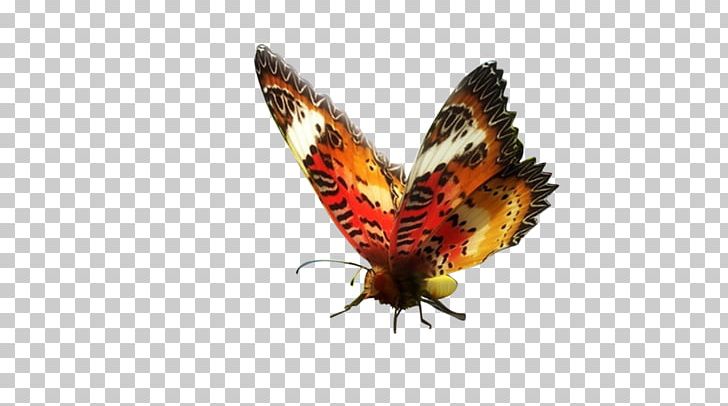 Brush-footed Butterflies NGM Italia NGM Forward Infinity New Generation Mobile 3G Dual SIM PNG, Clipart, Android, Arthropod, Beak, Brush Footed Butterfly, Butterfly Free PNG Download