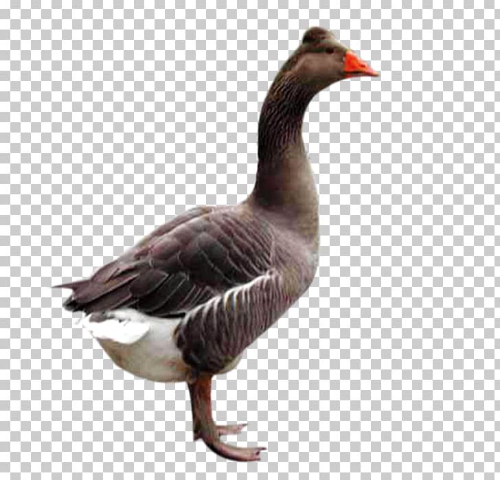 Domestic Goose Duck Bird PNG, Clipart, Anatidae, Animal, Animals, Background Black, Beak Free PNG Download