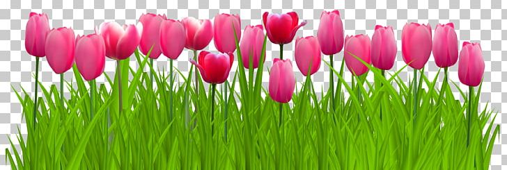 Indira Gandhi Memorial Tulip Garden PNG, Clipart, Border, Clip Art, Cliparts Grass Border, Encapsulated Postscript, Flower Free PNG Download