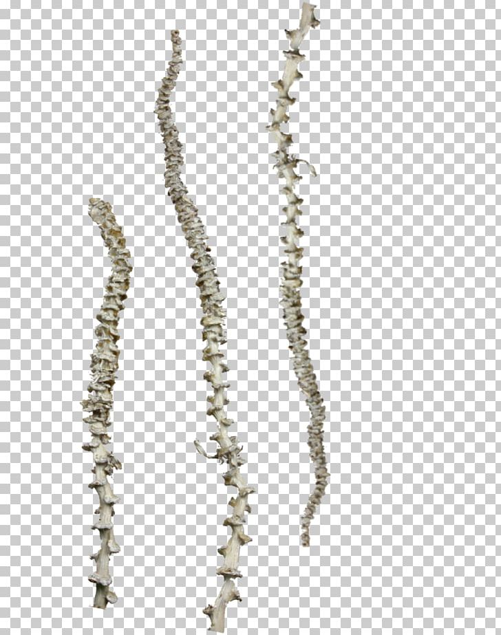 Necklace Body Jewellery Pearl PNG, Clipart, 2019, Body Jewellery, Body Jewelry, Chain, Fashion Free PNG Download