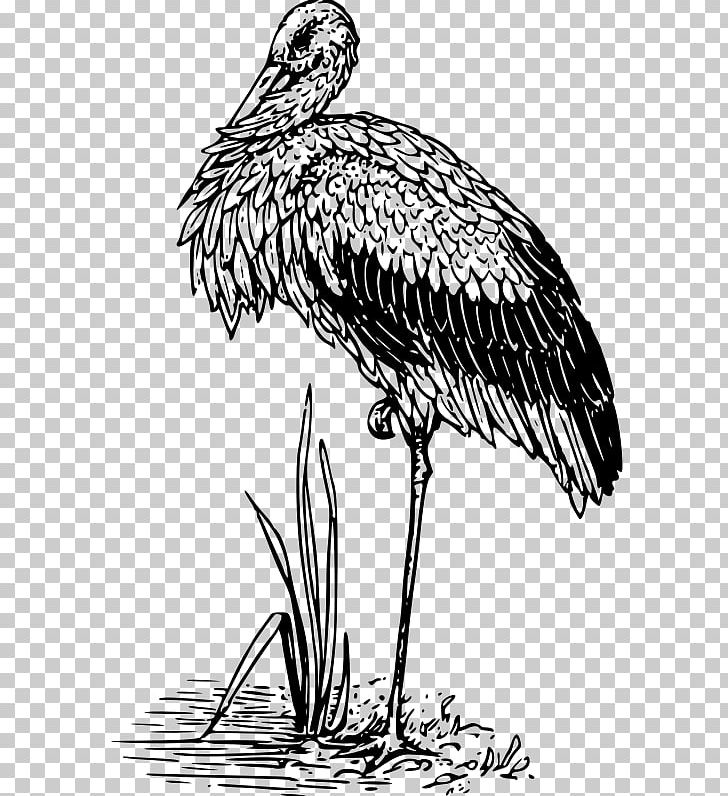 White Stork Bird Crane Beak PNG, Clipart, Beak, Bird, Bird Flight, Bird Of Prey, Black And White Free PNG Download