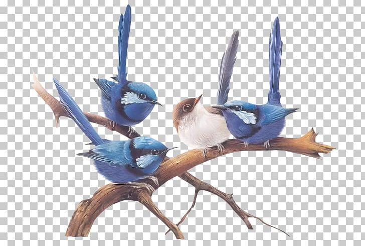 A Portfolio Of Australian Birds Wren Little Corella Painting PNG, Clipart, Animals, Beak, Bird, Blueeyed Cockatoo, Branch Free PNG Download
