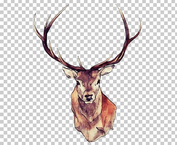 Red Deer Drawing Watercolor Painting Art PNG, Clipart, Aaron Paul, Animals, Antler, Art, Art Museum Free PNG Download