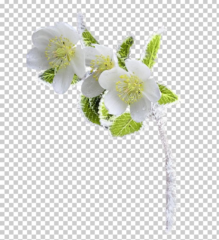 Flower Floral Design PNG, Clipart, Ar Rahiim, Blossom, Branch, Cut Flowers, Desktop Wallpaper Free PNG Download