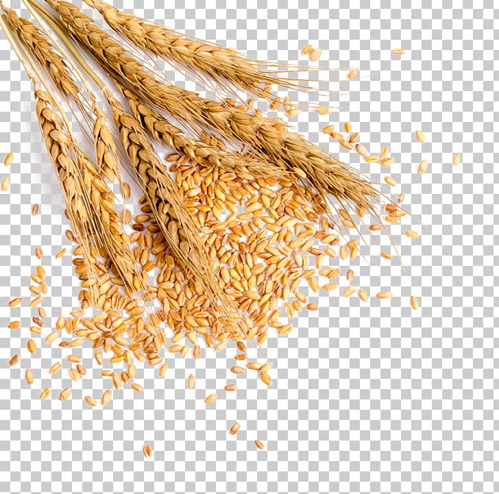 Wheat Grauds Bread PNG, Clipart, Avena, Barley, Bran, Broomcorn, Bumper Free PNG Download