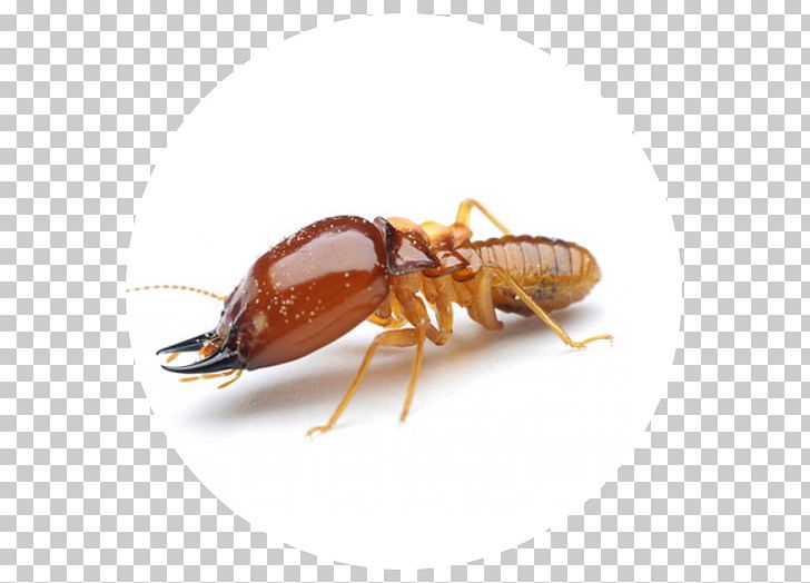 Ant Cockroach Termite Mosquito Pest Control PNG, Clipart, Animals, Ant, Arthropod, Bed, Bed Bug Free PNG Download