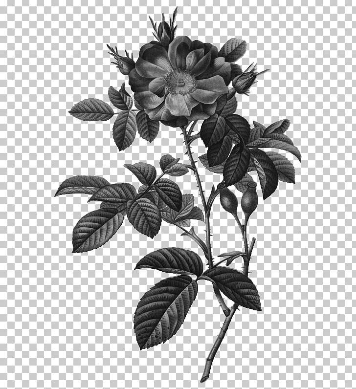 Cabbage Rose Damask Rose Botanical Illustration Botany PNG, Clipart, Black And White, Botanical Illustration, Botany, Branch, Damask Rose Free PNG Download