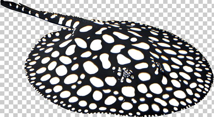 Myliobatoidei Diamond Stingray Xingu River Ray Lasagne Cuisine PNG, Clipart, Black And White, Black Diamond Equipment, Blue, Cuisine, Diamond Stingray Free PNG Download