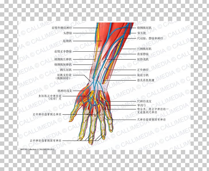 Nerve Anterior Compartment Of The Forearm Anatomy PNG, Clipart, Anatomy, Arm, Artery, Basilica, Blood Vessel Free PNG Download
