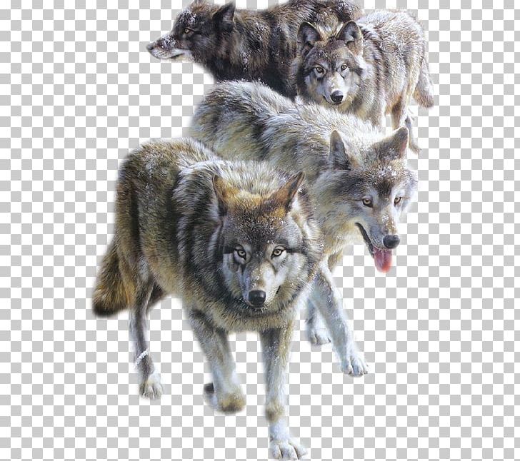 Aniu Alaskan Tundra Wolf Work Of Art Painter PNG, Clipart, Alaskan Tundra Wolf, Animated, Aniu, Arama, Art Free PNG Download