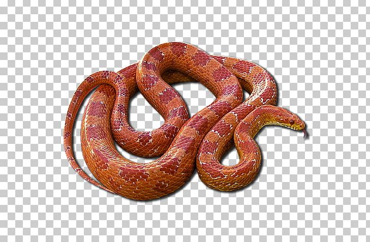 Boa Constrictor Kingsnakes PNG, Clipart, Boa Constrictor, Boas, Kingsnake, Kingsnakes, Reptile Free PNG Download