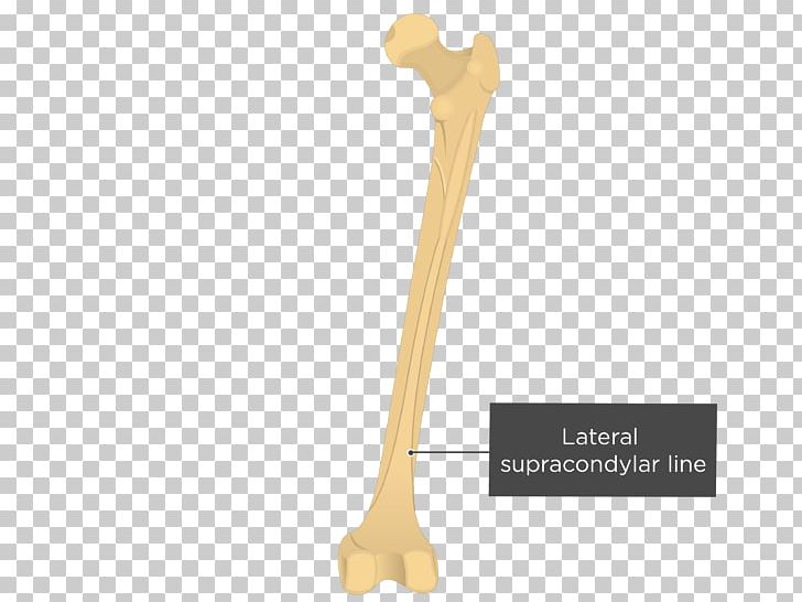 Linea Aspera Medial Condyle Of Femur Gray's Anatomy PNG, Clipart,  Free PNG Download