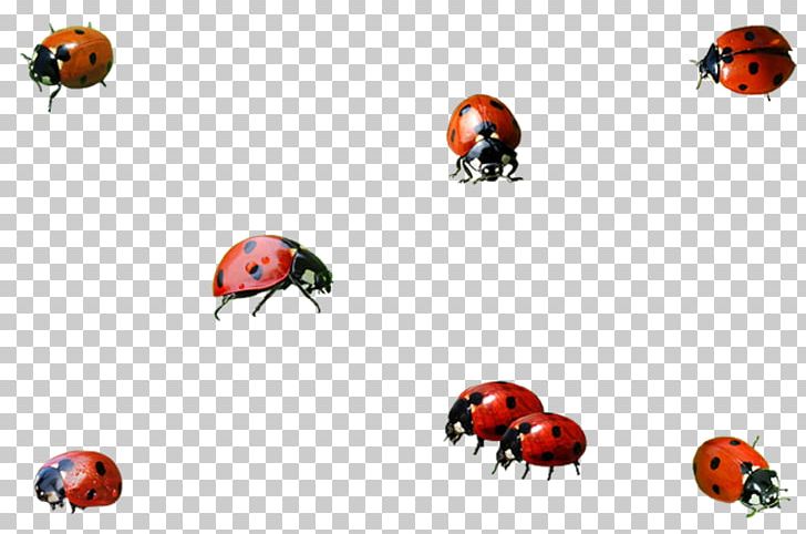 Ladybird Insect PNG, Clipart, Albom, Animal, Arthropod, Beetle, Computer Wallpaper Free PNG Download