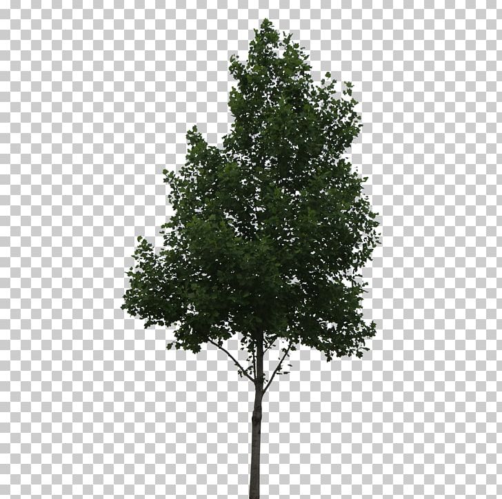 Populus Alba Tree Shrub Oak PNG, Clipart, Architectural Rendering, Architecture, Aspen, Branch, Cottonwood Free PNG Download