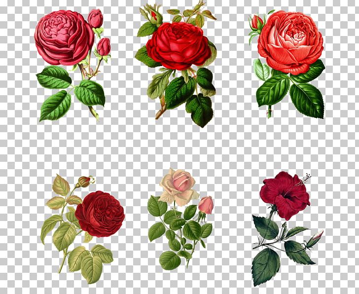 Garden Roses Art PNG, Clipart, Art, Artificial Flower, Camellia, Cut Flowers, Dictionary Of Christianity Free PNG Download