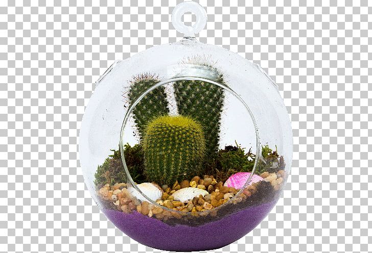 Succulent Plant Cactaceae Terrarium Glass PNG, Clipart, Bottle, Cactaceae, Cactus, Caryophyllales, Christmas Ornament Free PNG Download