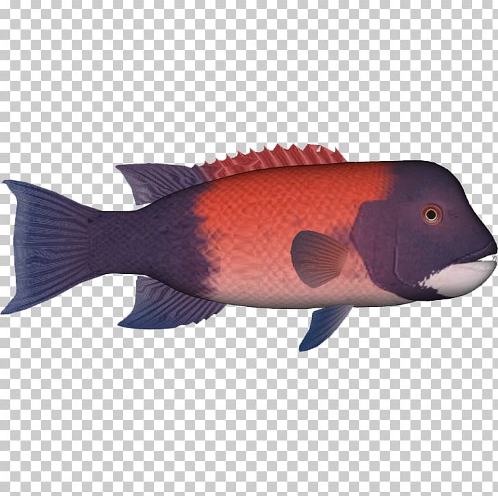 California Sheephead Northern Red Snapper California Corbina Kelp Forest Fish Pack PNG, Clipart, Bony Fish, California Corbina, California Sheephead, Coral Reef Fish, Fauna Free PNG Download