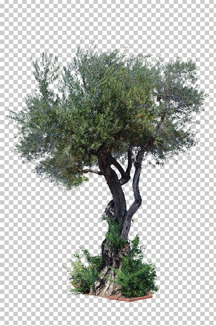 Stock Photography Tree Art PNG, Clipart, Art, Artist, Bonsai, Branch, Cypress Family Free PNG Download