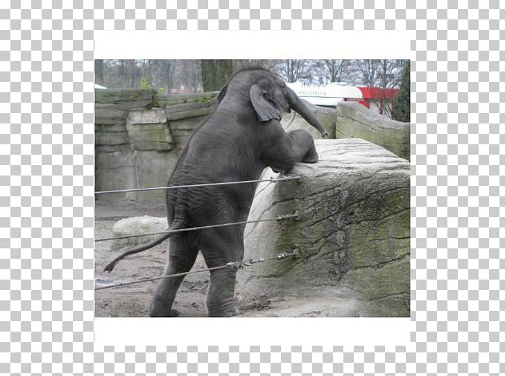 Tierpark Hagenbeck ZOOM Erlebniswelt Gelsenkirchen Indian Elephant African Elephant PNG, Clipart, African Elephant, Chimpanzee, Elephant, Elephants And Mammoths, Fauna Free PNG Download